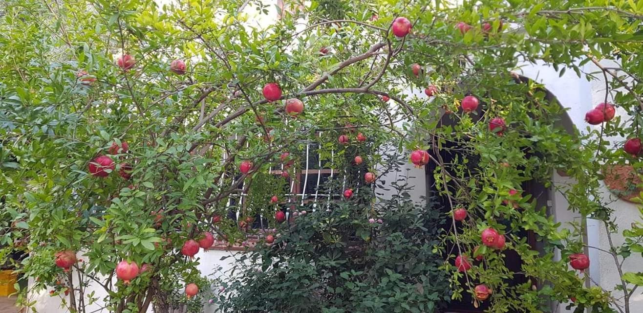 Апартаменты Il Giardino Di Frafa Куарту-Сант'Элена Экстерьер фото